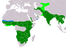 AccipiterBadiusIUCNver2018 2.png