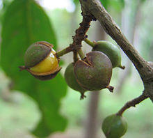 Aporosa lindleyana.jpg
