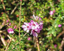 Bauera sessiliflora.jpg