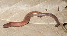 Brachymeles muntingkamay (KU 330093) from 900 m on Mt. Cagua - ZooKeys-266-001-g056.jpg