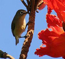 Bridled White-Eye.jpg