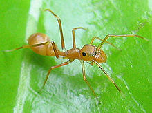 Myrmarachne plataleoides female thailand.jpg