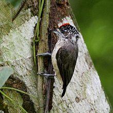 Picumnus limae - Ochraceus piculet (male).jpg