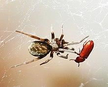 Pritha garfieldi.jpg