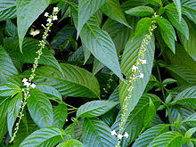 San Juan Botanical Garden - DSC07099.JPG