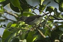 Sharpe's Apalis - Ghana S4E1388 (17122143127).jpg