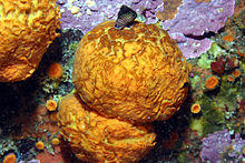 Tethya aurantia.jpg