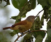 Thamnophilus doliatus female.jpg