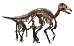 Edmontosaurus Family Clean.png