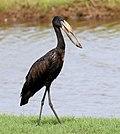 African openbill, Anastomus lamelligerus, Chobe National Park, Botswana (31548249924), crop.jpg