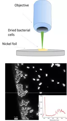 Example of using Raman for bacterial identification