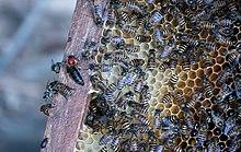 Apis Cerana Chiang Mai w queen P1011011-3.jpg