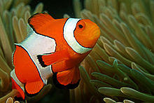 Clown fish in the Andaman Coral Reef.jpg