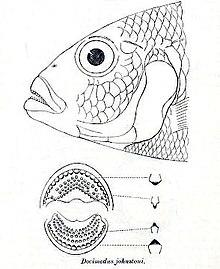 Docimodus johnstoni.jpg