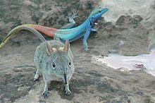 Elephant shrew and colorful lizard.jpg