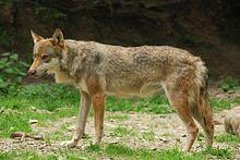 GIPE25 - Un Loup (by) (2).jpg