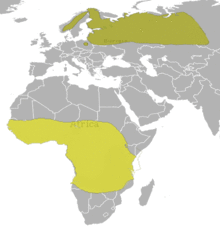 Gallinago media Map.png