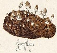 Gyroflexus.jpg