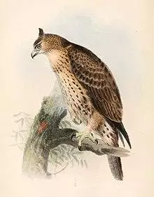 Hieraaetus ayresii 1862.jpg