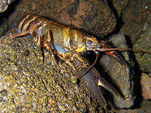 Shasta crayfish.jpg