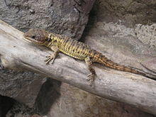 Tropical Girdled Lizard P9240103.JPG