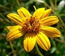 Zexmenia hispida flower 1.jpg