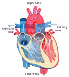 Heart diagram blood flow en.svg
