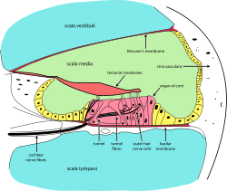 Cochlea-crosssection.svg