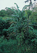Yucca lacandonica fh 0376 MEX B.jpg