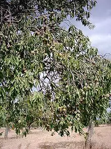 Branch of tree with green fruits