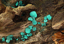 Chlorociboria-aeruginascens.jpg