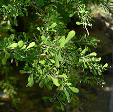 Condalia globosa 2.jpg