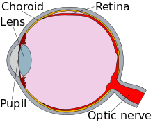 Diagram of an eye, in cross-section.