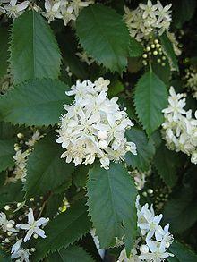 Lacebark flowers.jpg