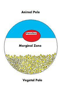 diagram of an oocyte with its vegetal and animal hemispheres identified