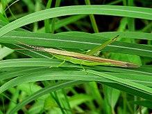 Oxyolena mucronata female.JPG