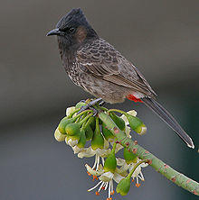 Red-vented Bulbul (Pycnonotus cafer) feeding at Kapok (Ceiba pentandra) at Kolkata I IMG 2535.jpg