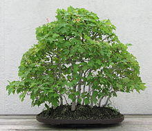 Red Maple, 1974-2007.jpg