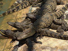 Siamcroc.JPG