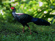 Swinhoe's Pheasant 0673.jpg