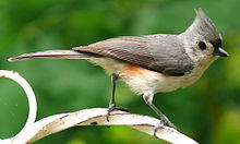Tufted Titmouse-27527-2.jpg