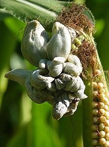 Ustilago maydis J1b.jpg