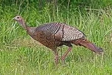 Wild Turkey (female) - Meleagris gallopavo, Occoquan Bay National Wildlife Refuge, Woodbridge, Virginia.jpg