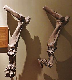 Ancylotherium pentelicum arms.jpg