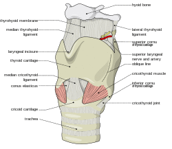 Larynx external en.svg