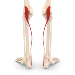 Plantaris muscle - posterior view.png