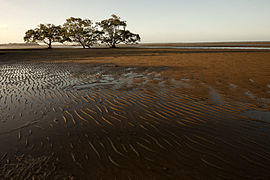 Boondall Wetlands (6968543386).jpg