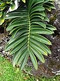 Encephalartos pterogonus furnas 2015 (01).jpg