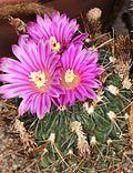 Stenocactus multicostatus pm.JPG