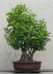 Ginkgo, 1926-2007.jpg
